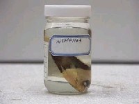 藏品(二色刺尻魚)的圖片